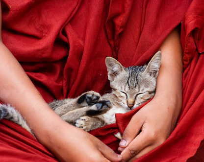 Pet meditation, la meditazione con il proprio animale